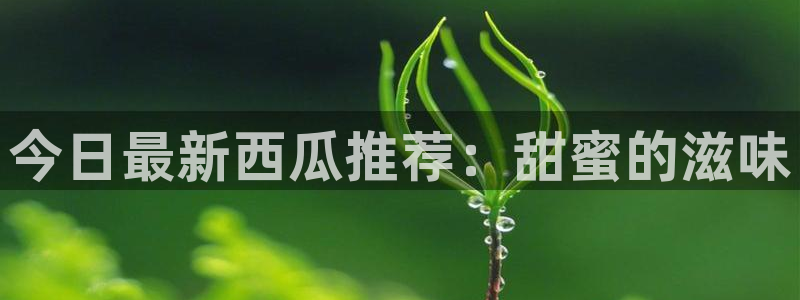 51吃瓜网络新闻：今日最新西瓜推荐：甜蜜的滋味